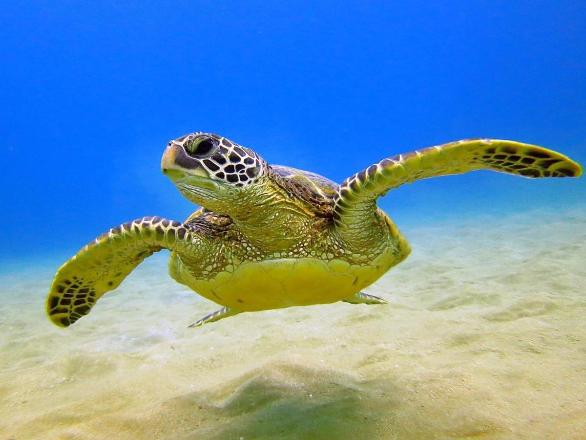 Cozy Waikiki Getaway, Stroll To Beach With Free Parking هونولولو المظهر الخارجي الصورة